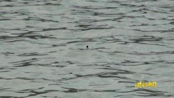 笺钓视频,揭秘传统钓鱼技艺的传承与创新